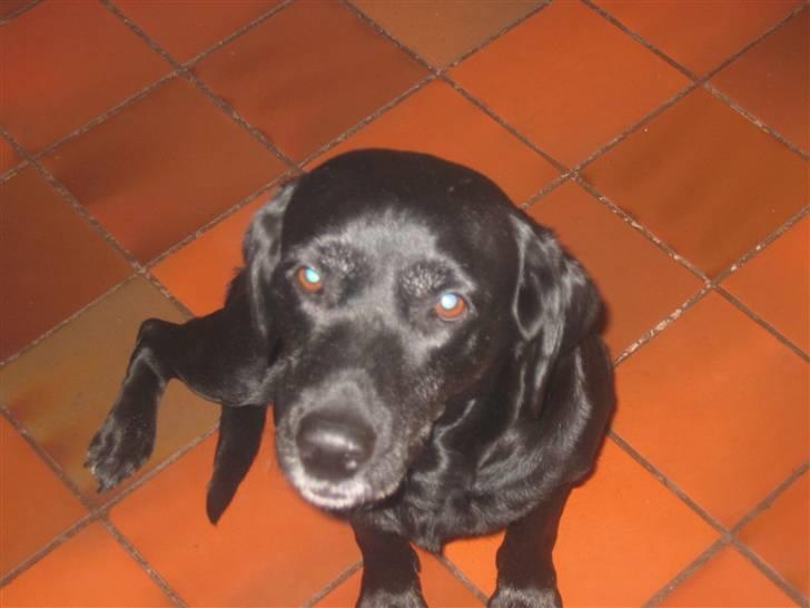 Labrador retriever Aqita billede 8