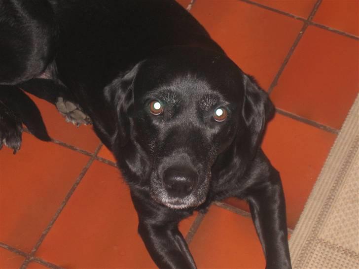 Labrador retriever Aqita billede 9