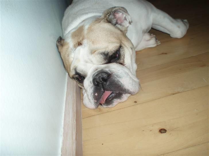 Engelsk bulldog INZO billede 4