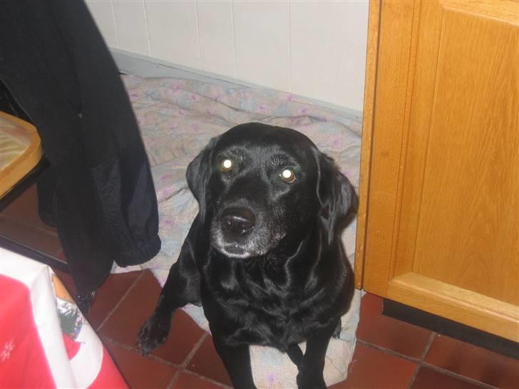 Labrador retriever Aqita billede 10