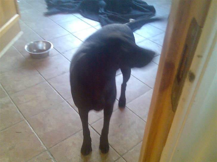 Blanding af racer Tøsen billede 14