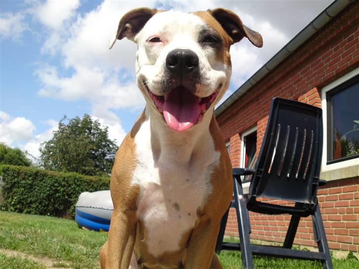 Blanding af racer Bine - Smil!! billede 1