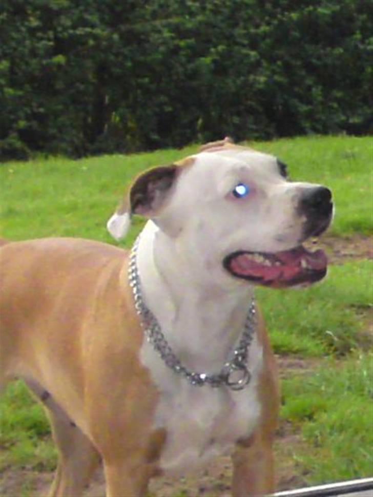 Blanding af racer Bine billede 2