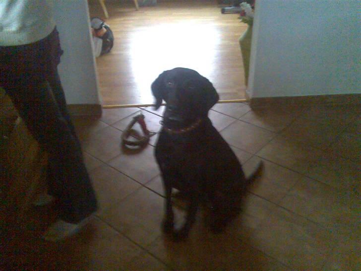 Blanding af racer Tøsen billede 15