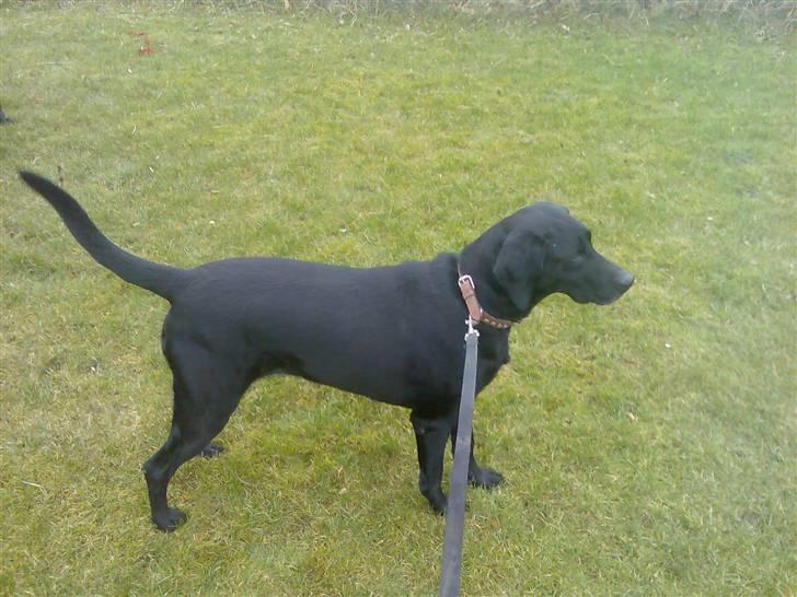 Blanding af racer Tøsen billede 16