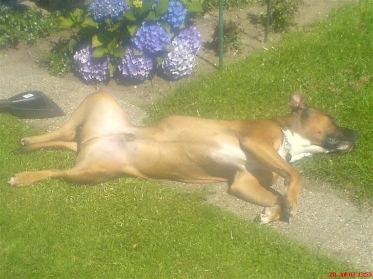 Blanding af racer Shorty - Agh.. det er dejligt at ligge ude i have og sole.. billede 18