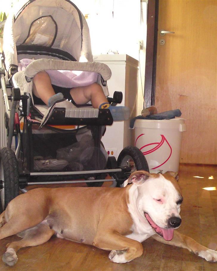 Blanding af racer Bine - Nanny dog. billede 3