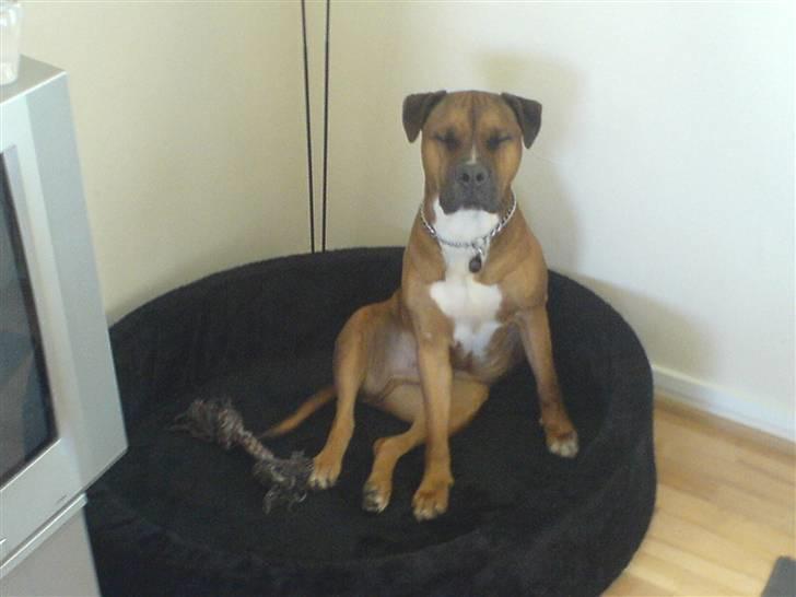 Blanding af racer Shorty - Så lukker jeg bare øjene hvis det skal være på den måde! (gider altså ik alle de billeder) billede 19