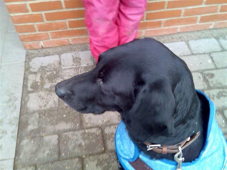 Blanding af racer Tøsen billede 17