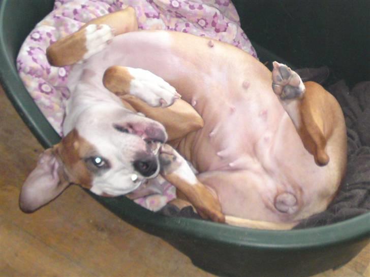 Blanding af racer Bine - smager godt. billede 4