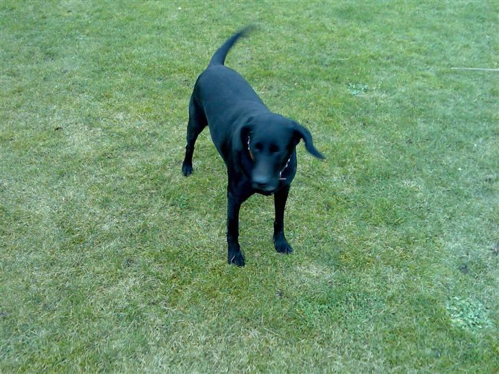 Blanding af racer Tøsen billede 18