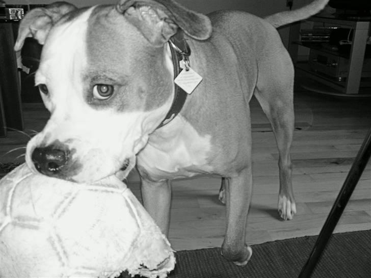 Blanding af racer Bine - bine øverst.. bror mand tjiko nederst... billede 5