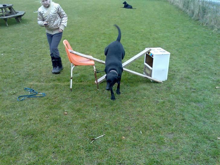 Blanding af racer Tøsen billede 19