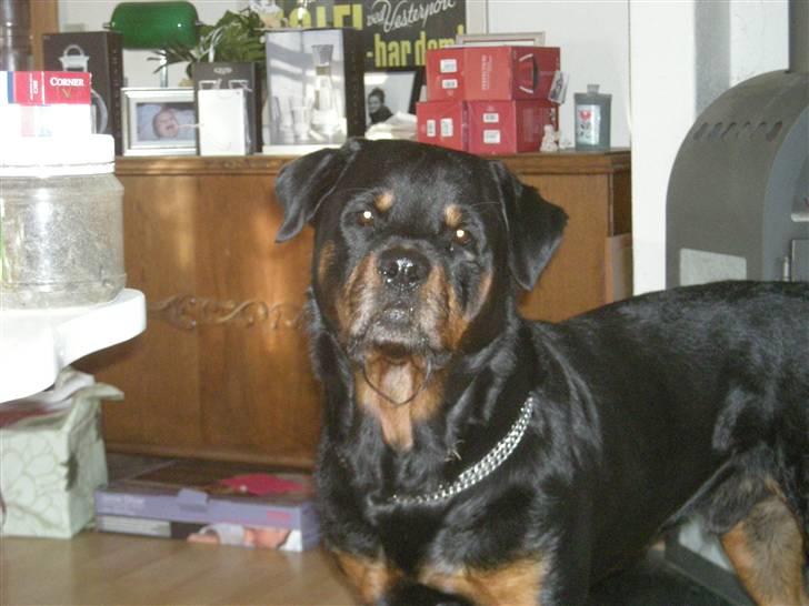 Rottweiler bongo R.I.P billede 2