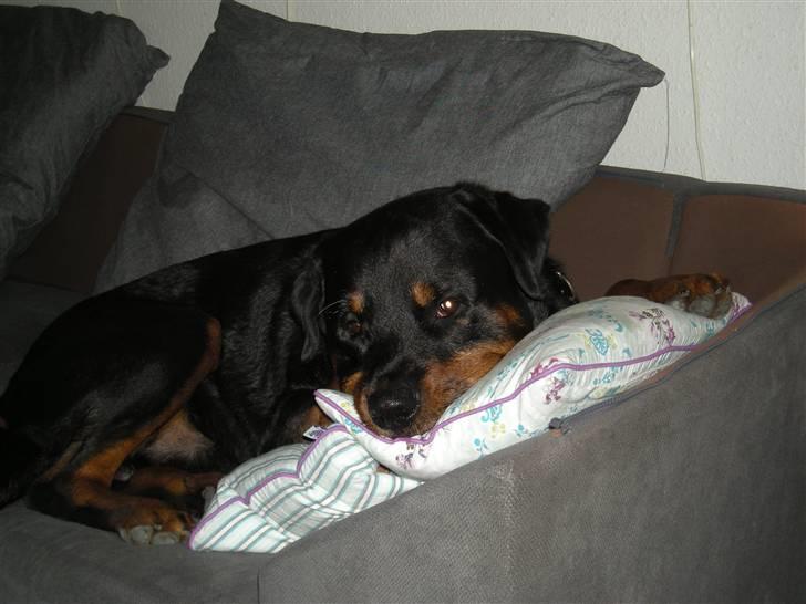 Rottweiler bongo R.I.P billede 3