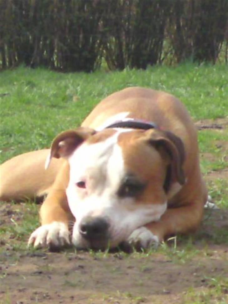 Blanding af racer Bine billede 6