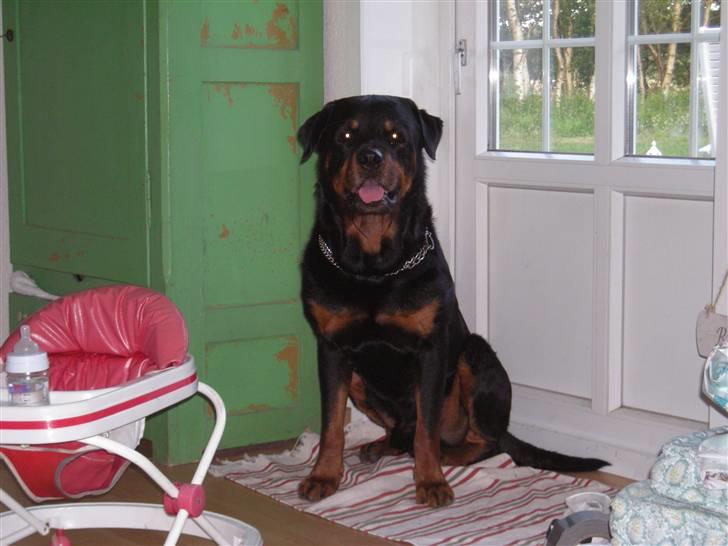 Rottweiler bongo R.I.P billede 4