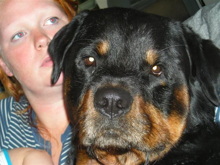 Rottweiler bongo R.I.P billede 5