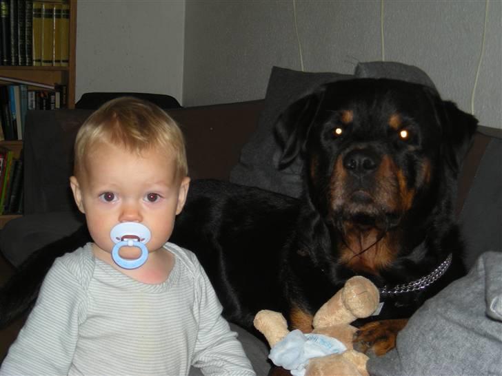 Rottweiler bongo R.I.P billede 6