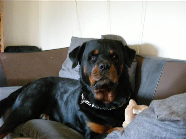 Rottweiler bongo R.I.P billede 7
