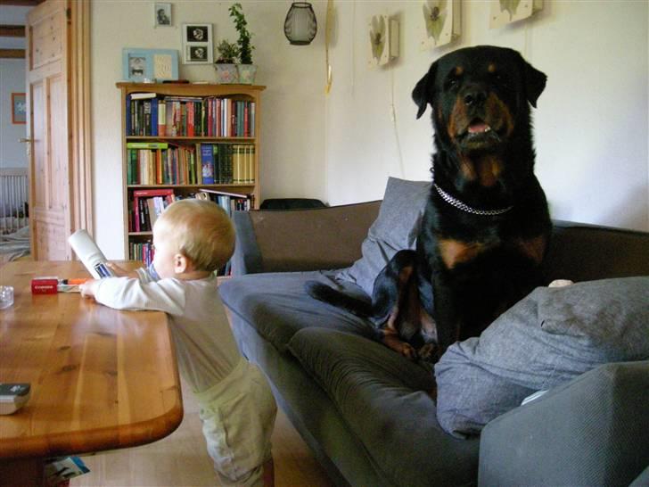 Rottweiler bongo R.I.P billede 8