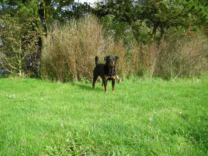 Rottweiler bongo R.I.P billede 9