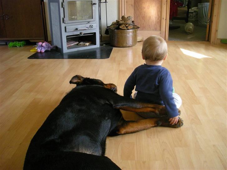 Rottweiler bongo R.I.P billede 10