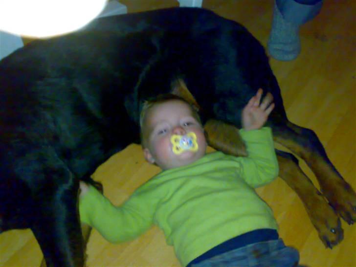 Rottweiler bongo R.I.P billede 11