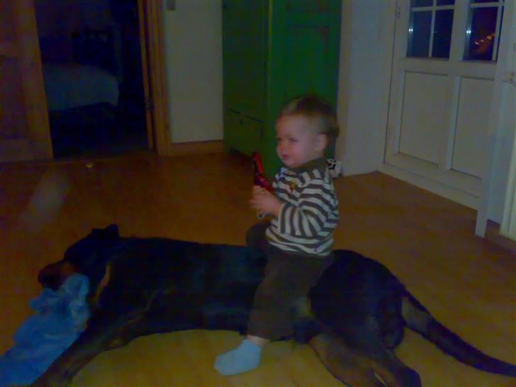 Rottweiler bongo R.I.P billede 12