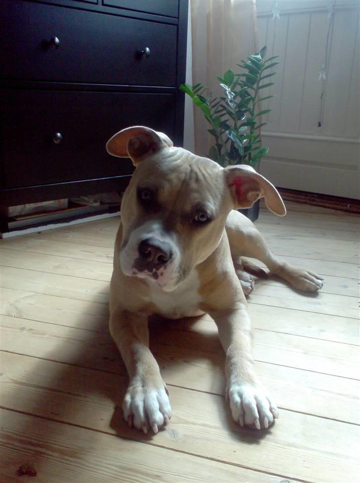 Amerikansk staffordshire terrier Milo - Milo billede 1