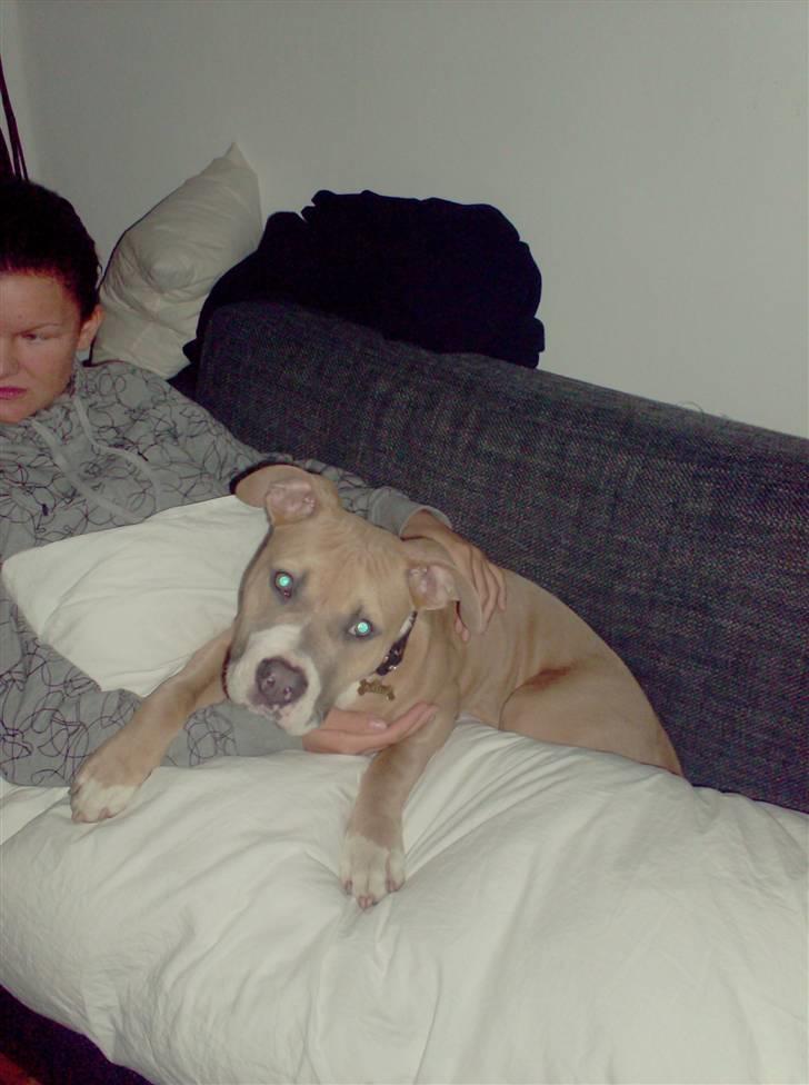 Amerikansk staffordshire terrier Milo billede 2