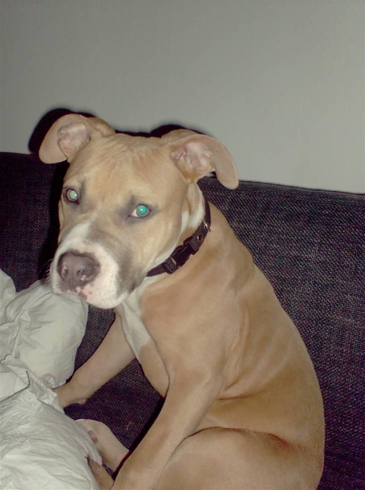 Amerikansk staffordshire terrier Milo billede 3