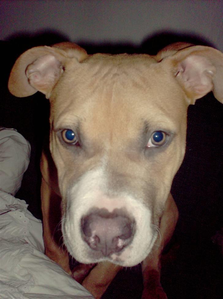 Amerikansk staffordshire terrier Milo billede 4