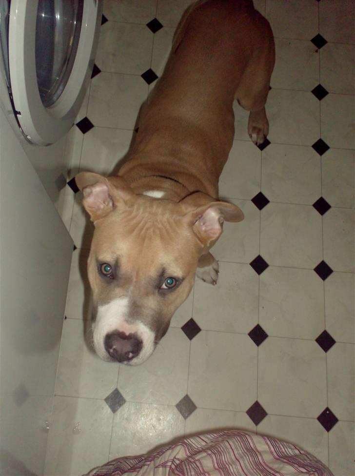 Amerikansk staffordshire terrier Milo billede 5