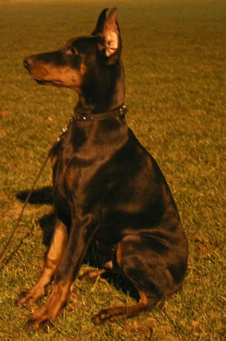 Dobermann E'Hiram Elite House - Til aftentræning. billede 7