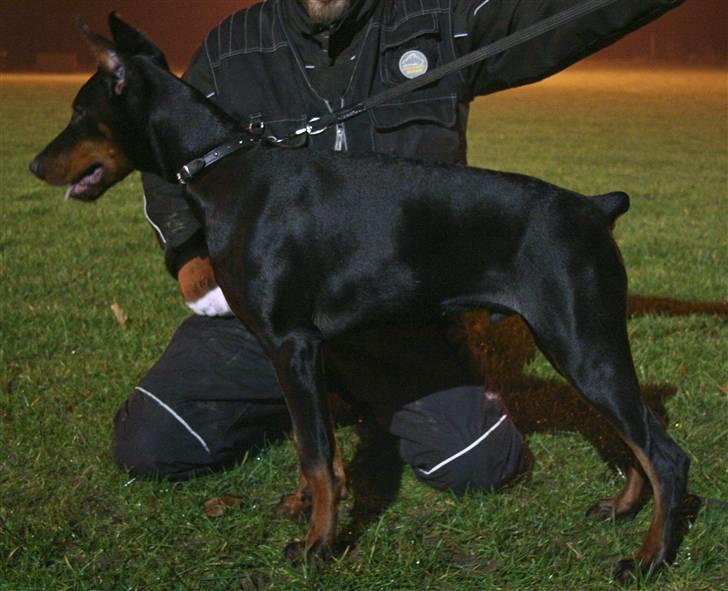 Dobermann E'Hiram Elite House - Til aftentræning. billede 8