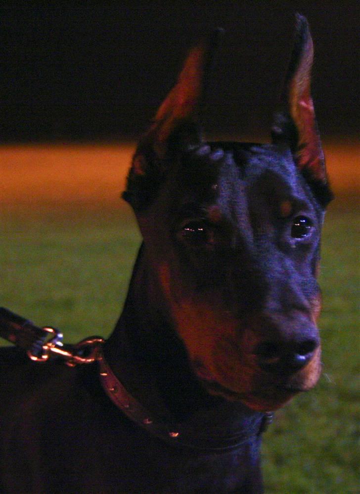 Dobermann E'Hiram Elite House - Til aftentræning. billede 9