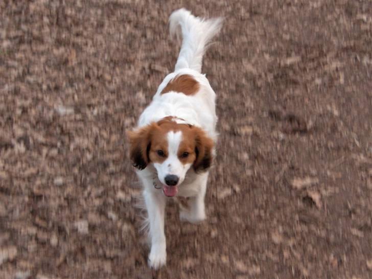 Kooikerhondje Kooijoy Garlic - Garlic i fuld fart billede 10