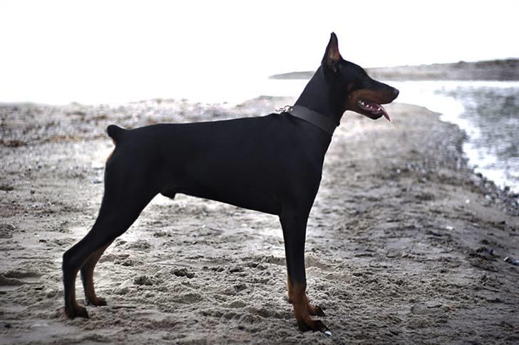 Dobermann E'Hiram Elite House - E´Hiram 6 mdr. gammel. (Pic by Stine Arnholtz - www.CalaArt.dk) billede 10