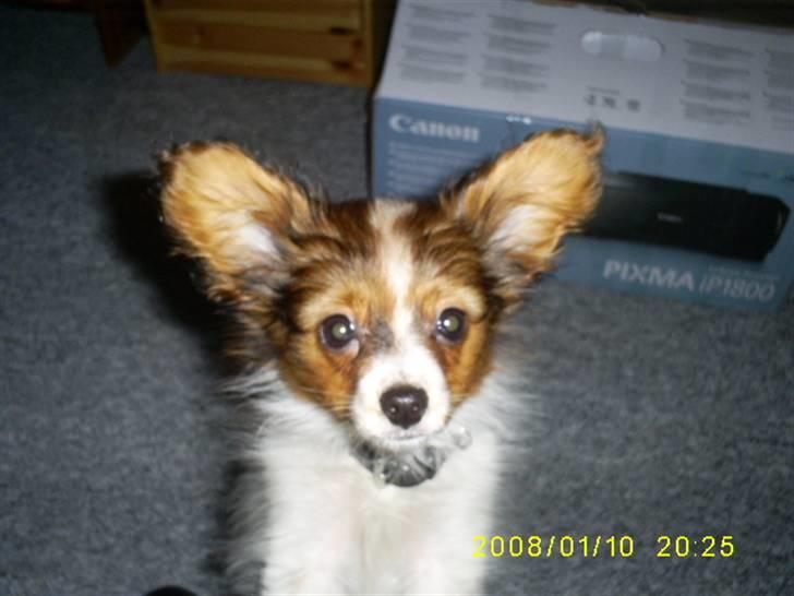 Papillon Felix 2007 billede 7