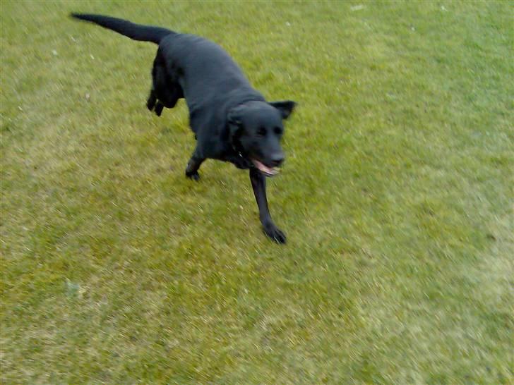 Blanding af racer Sheeba billede 19