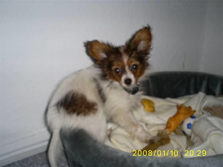 Papillon Felix 2007 billede 8