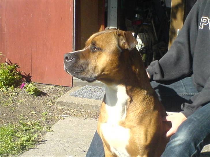 Blanding af racer Shorty billede 20