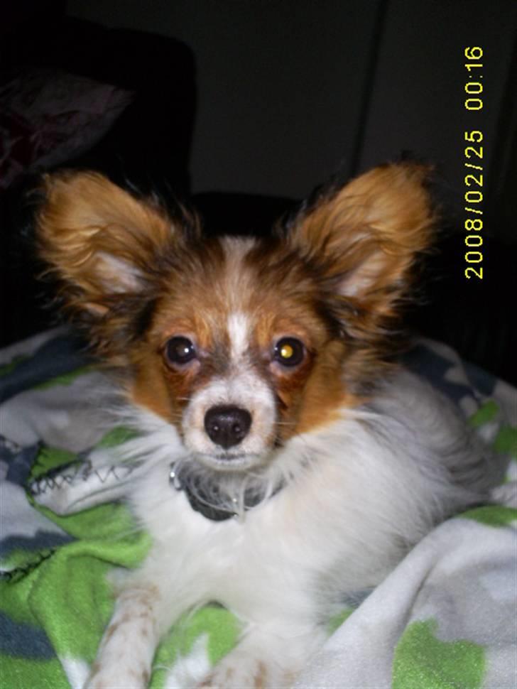 Papillon Felix 2007 billede 9