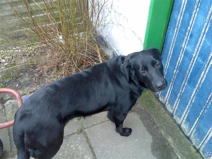 Blanding af racer Sheeba billede 20