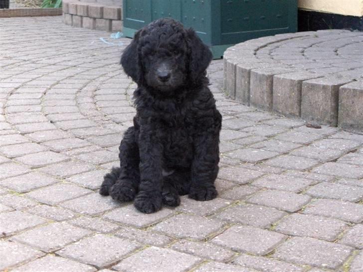 Storpuddel max - Max 7 uger billede 1