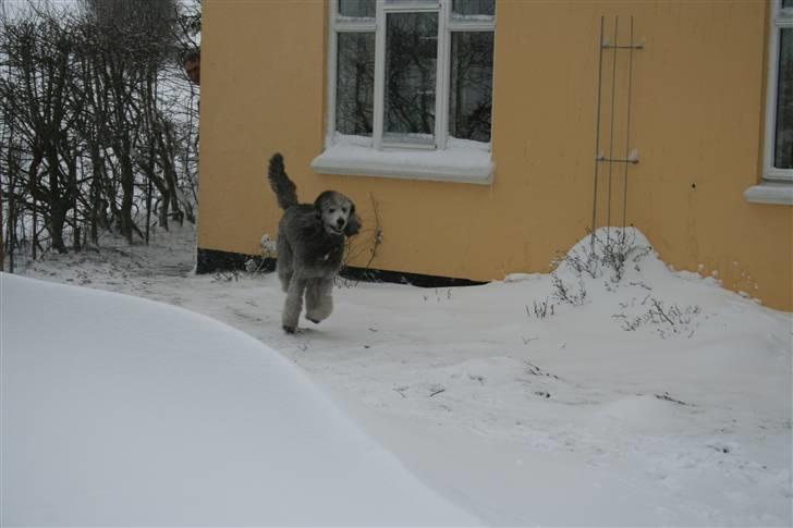 Storpuddel max - Max i hans første sne billede 2