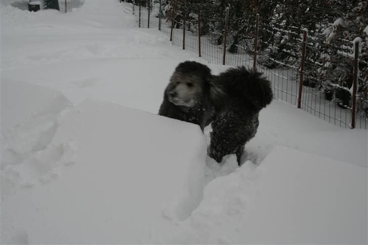 Storpuddel max - Max i hans første sne billede 3