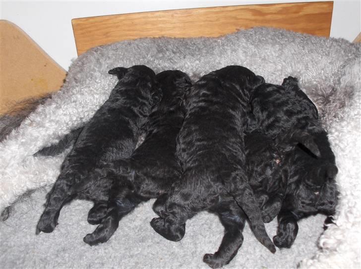 Storpuddel max - Max og hans mor ,brøder og søster billede 4