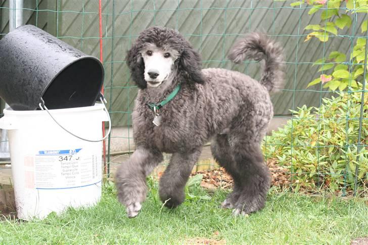 Storpuddel max billede 5